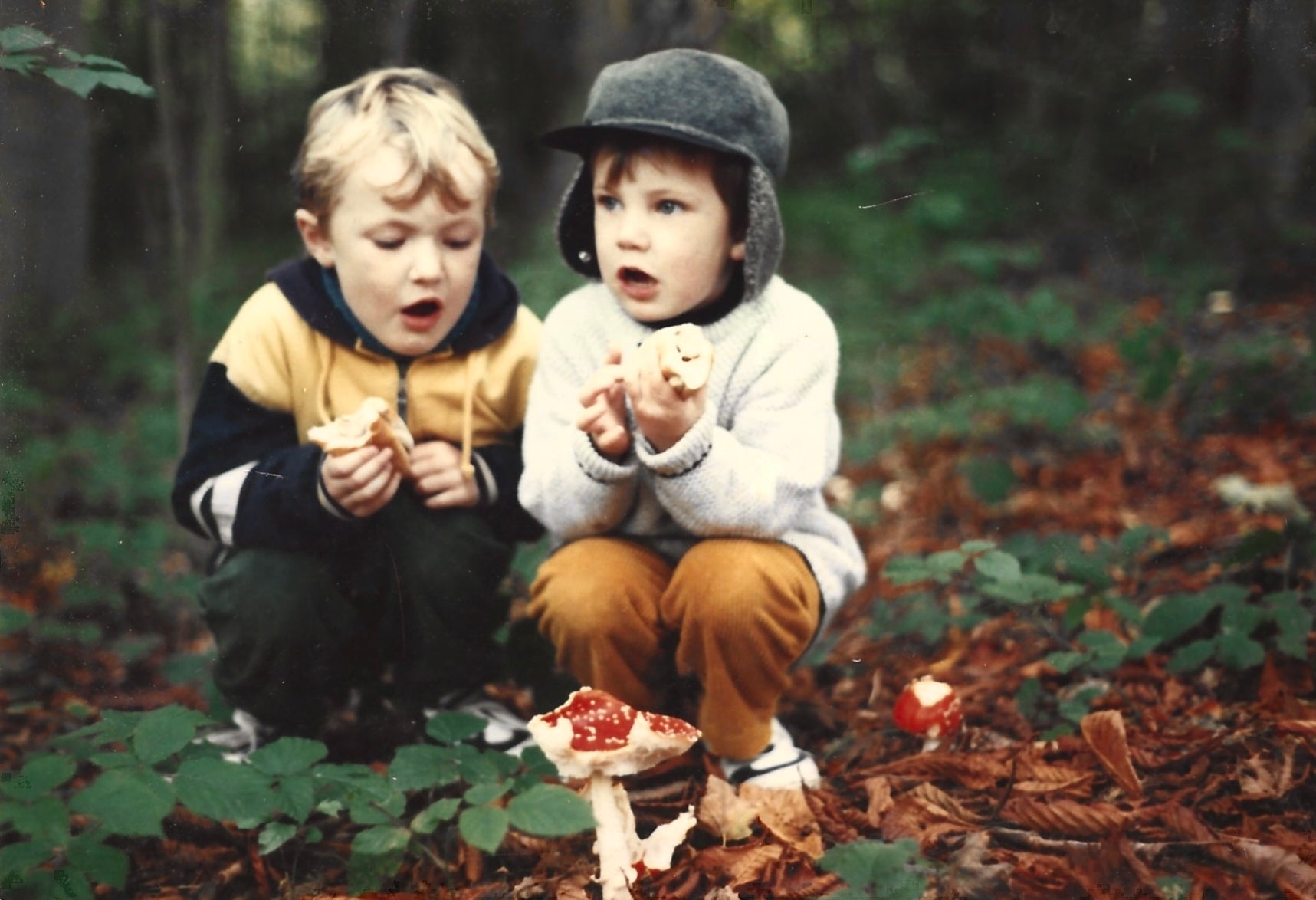 Curiosity, Hotdogs and Fly Agaric Mushrooms
